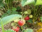 Как защитить клубнику от птиц и вредителей Чем укрыть ягоды клубники от птиц