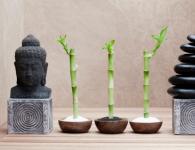 Бамбук в домашних условиях — посадка, выращивание и уход за комнатным бамбуком