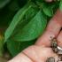 Чем опрыскивать картофель от колорадского жука народными средствами